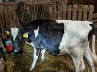 公牛, Holstein breed — 照片 5