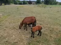 भेड़, Cameroon sheep — फ़ोटो 2