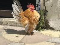 Chickens — photo 2