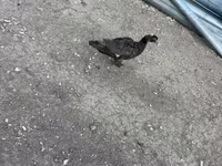 Ducks — foto 6