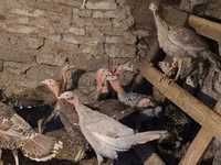 Turkeys — zdjęcie 2
