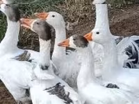 Geese — фото 1