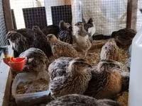 Quails — fotografija 5