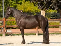 Kobyła, Friesian — zdjęcie 3