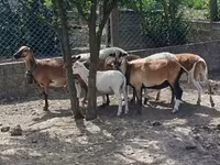 Ovelha, Cameroon sheep — foto 4