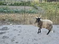 Carneiro, Racka sheep — foto 3
