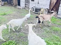 Chèvre, Alpine goat — photo 5