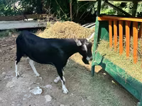 Keçi, Alpine goat — foto 2