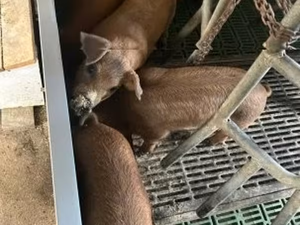 Porcs (lot, sexe non indiqué),  — Hongrie