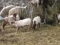 Brebis, Racka sheep — photo 3