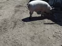 Boar, Крупная белая — photo 3