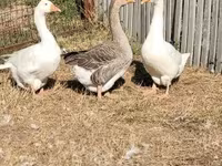 Geese — zdjęcie 7