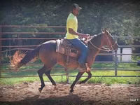 Kobila, Standardbred — fotografija 8