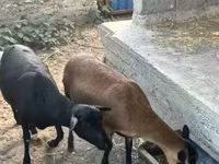 Коза, Nigerian dwarf goats — фото 2