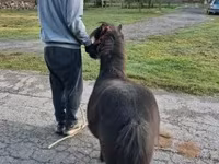 Cavalo, Cavalos — foto 2