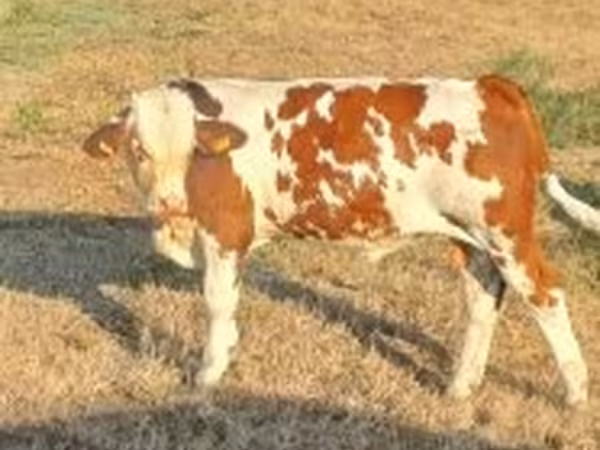 Бик, Simmental cattle — Угорщина