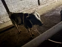 Bik, Latvian Blue cattle — fotografija 5