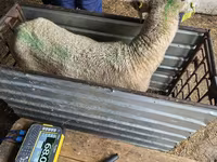 Ovca, Kuibyshev sheep — fotografija 3