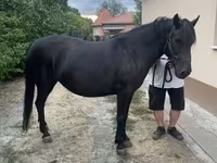 Mare, Hucul pony — photo 5
