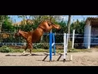 Hengst, Hungarian horse breed — Foto 3
