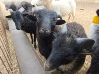 मेढ़ा, Ouessant sheep — फ़ोटो 1