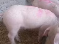 Donuzlar (partiya, cinsi göstərilməyib) — foto 1