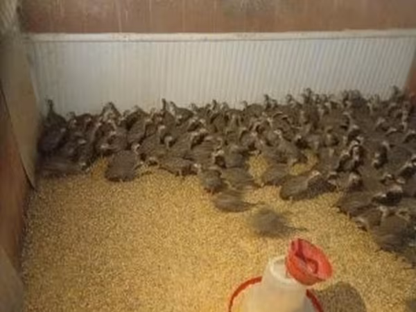 Guinea fowl