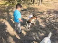Taka, Dutch Landrace goats — 3-rasm