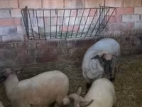 Sheep, White Suffolk sheep — photo 2