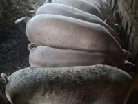 नर सूअर, सूअर — फ़ोटो 5