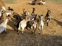 Goat, Dutch Landrace goats — photo 2