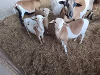 Qoyunlar (partiya, cinsi göstərilməyib), Cameroon sheep — foto 1