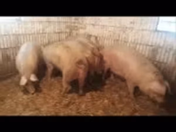 Świnie (partia, płeć nieokreślona), Świnie — Węgry
