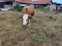 Krava, Simmental cattle — fotografija 4