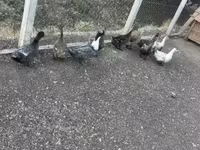 Ducks — फ़ोटो 3