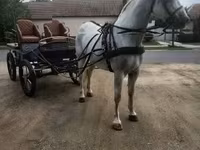 Koń, Lipizzaner — zdjęcie 4