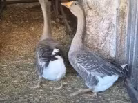 Geese — الصورة 3