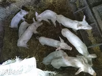 Eber, Schweine — Foto 2