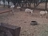 Ram, Cerry Hill sheep — photo 5