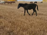 雄馬, Kazakh horse — 写真 1