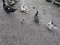 Ducks — foto 3