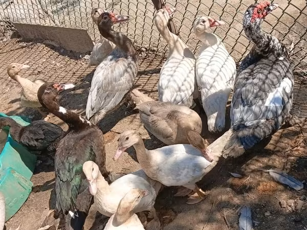 domaća muskovska patka
