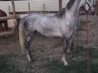 حصان, Lipizzaner — الصورة 6