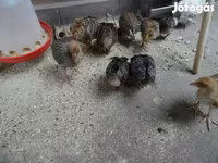 Chickens — fotografija 1
