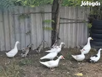 Ducks — fotografija 1