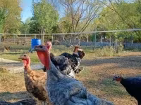Turkeys — الصورة 2