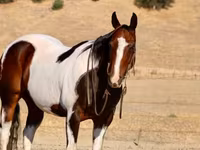 Pastuv, National Show Horse — fotografija 7
