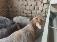 母羊, Sheep — 照片 4