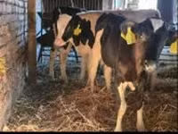 Bulle, Russian Black pied cattle — Foto 1