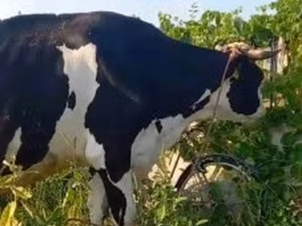 Vache, Race Holstein — Hongrie